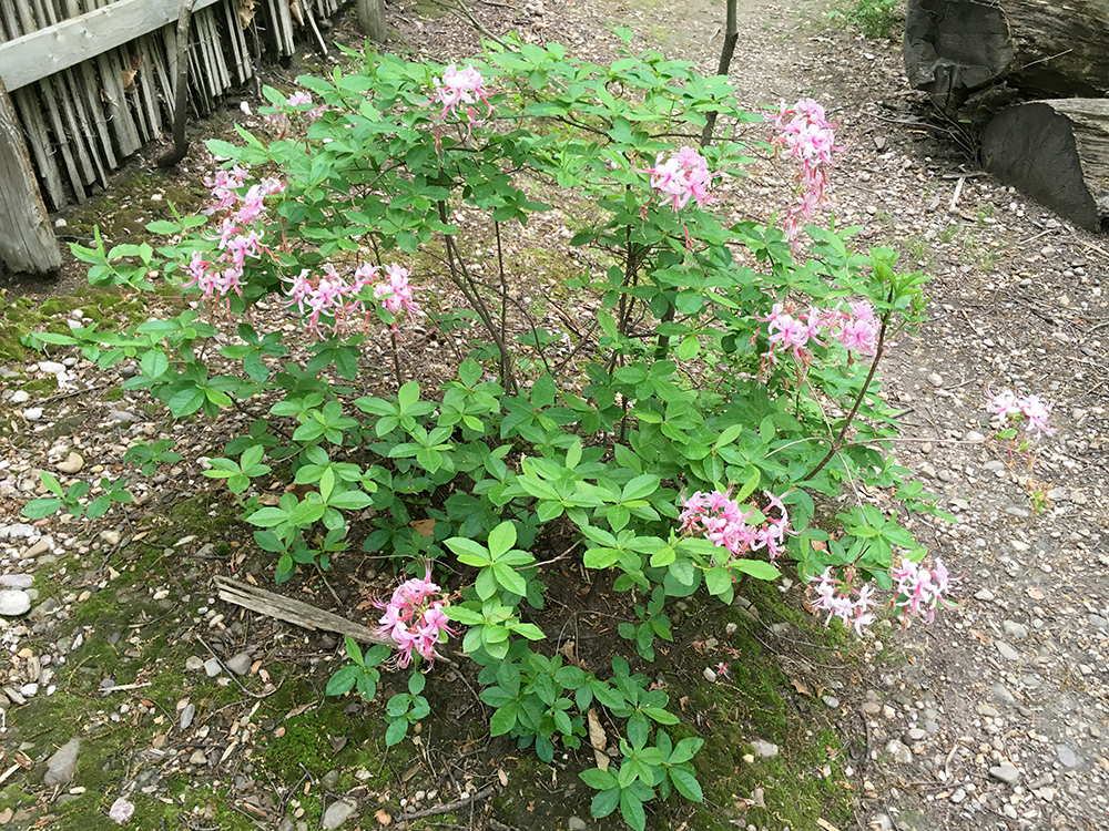 Pinxter Azalea