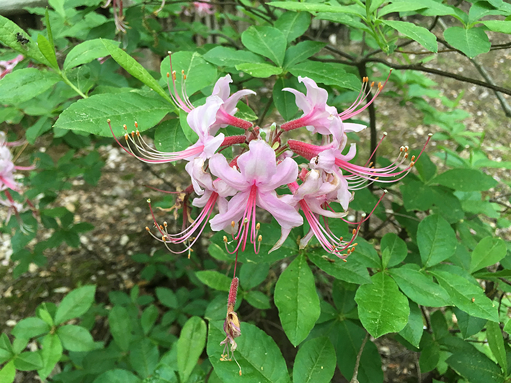 Pinxter Azalea