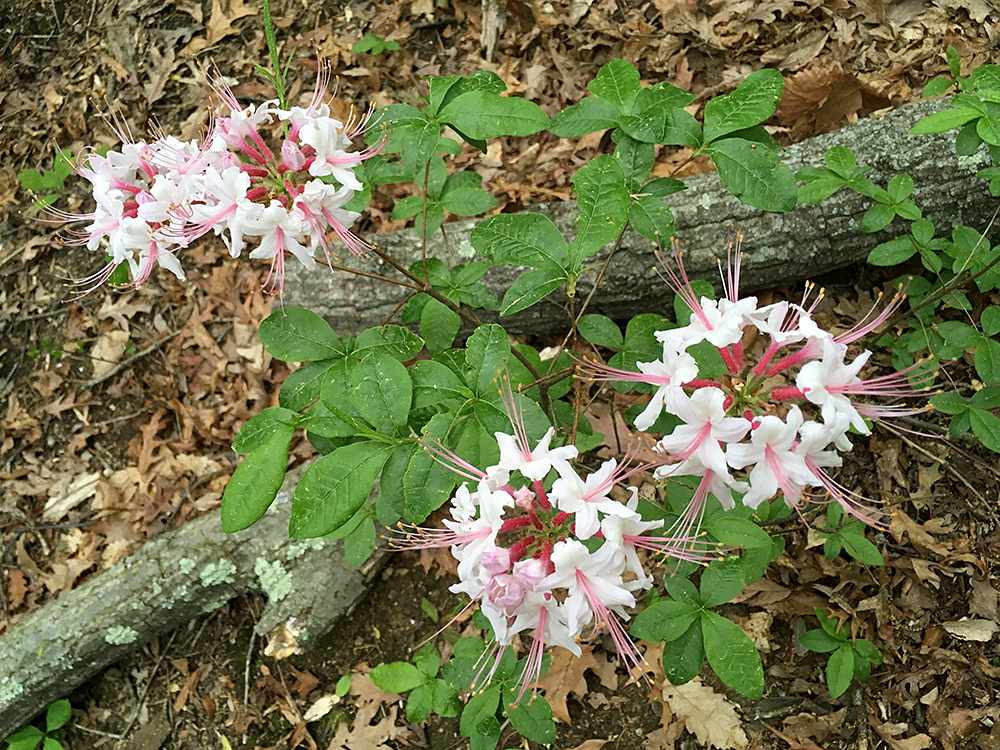 Pinxter Azalea