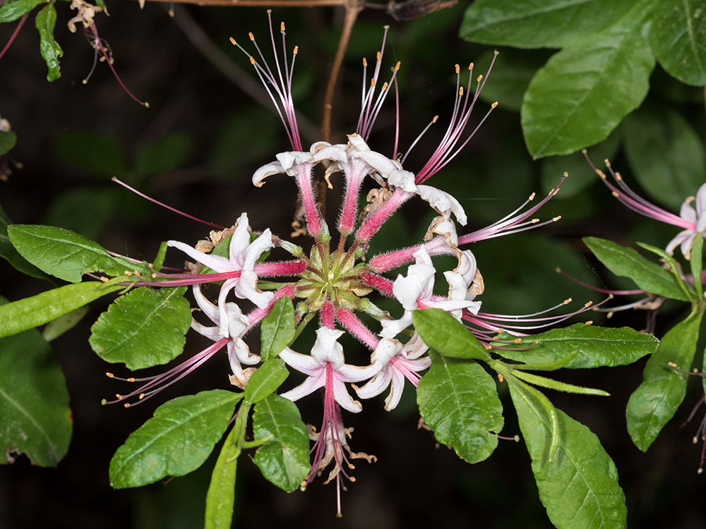 Pinxter Azalea