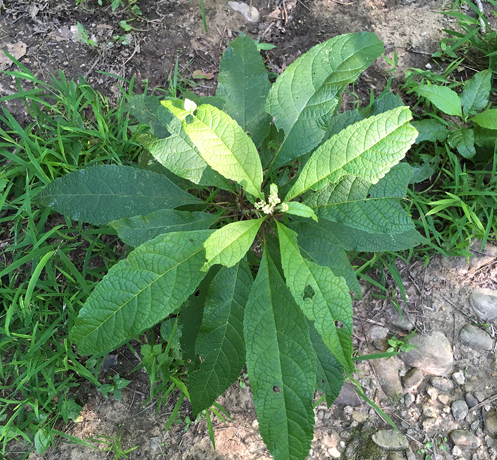 Flowering Purple Joe-Pye Weed