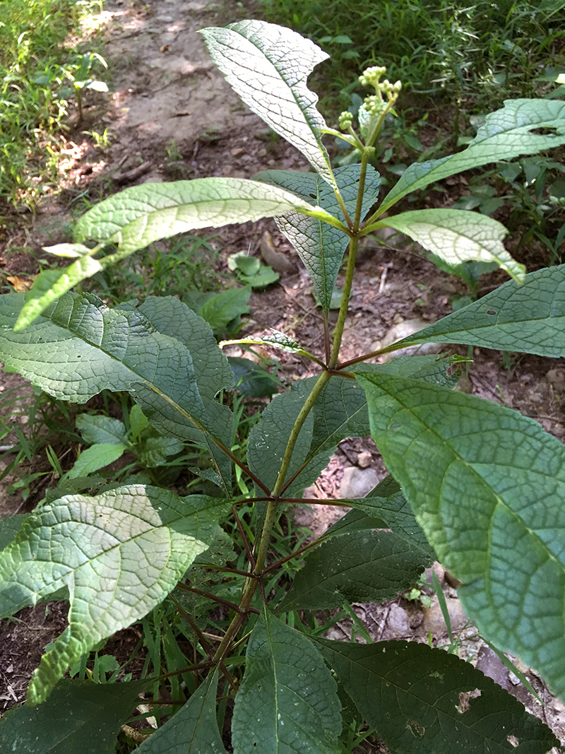 Purple Joe-Pye Weed