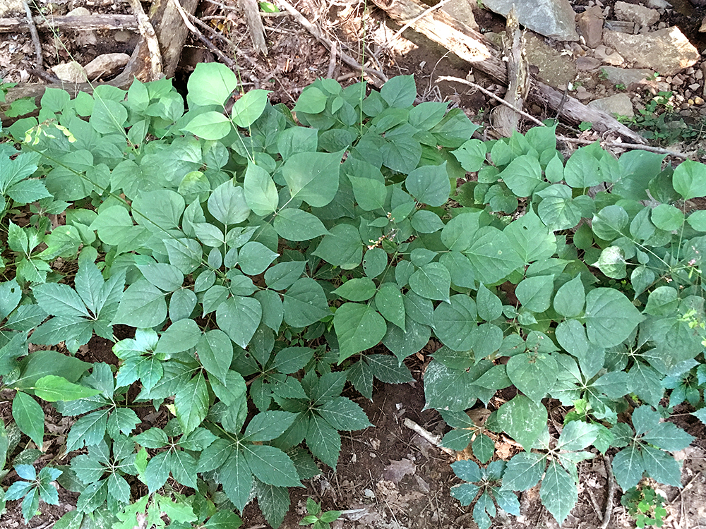 Pointed-leaved Tick Trefoil