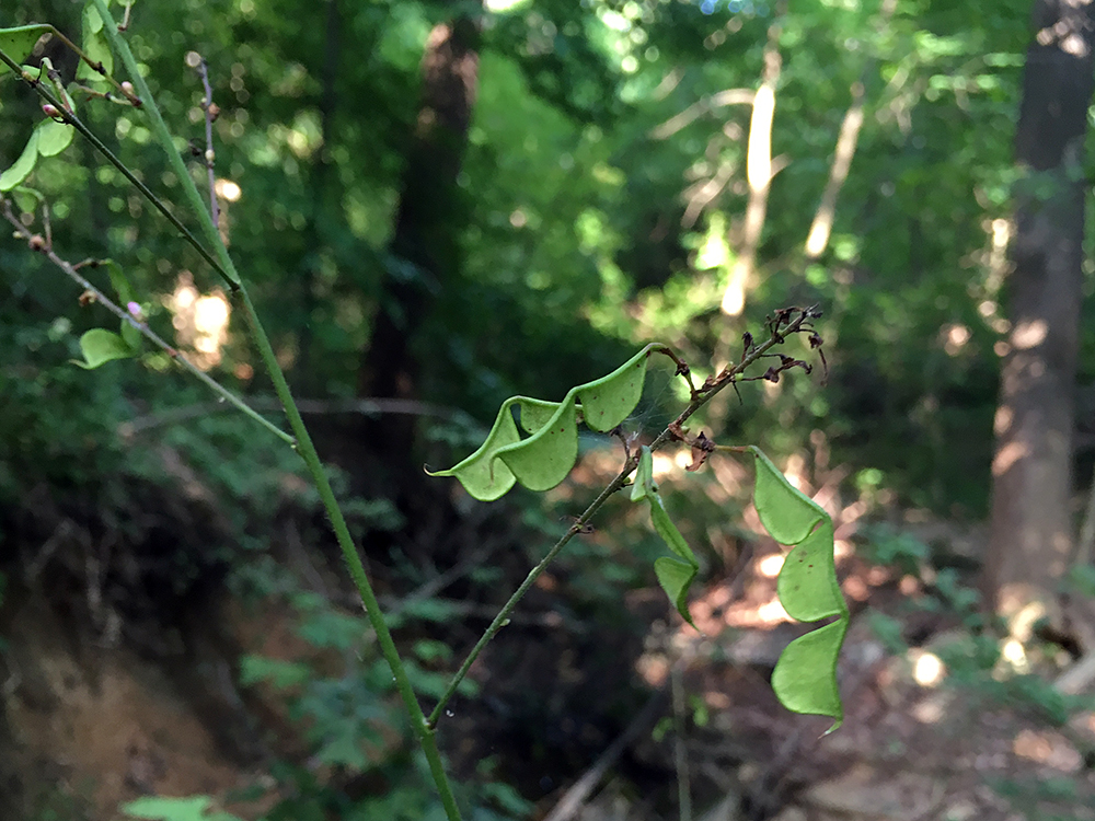 Pointed-leaved Tick Trefoil