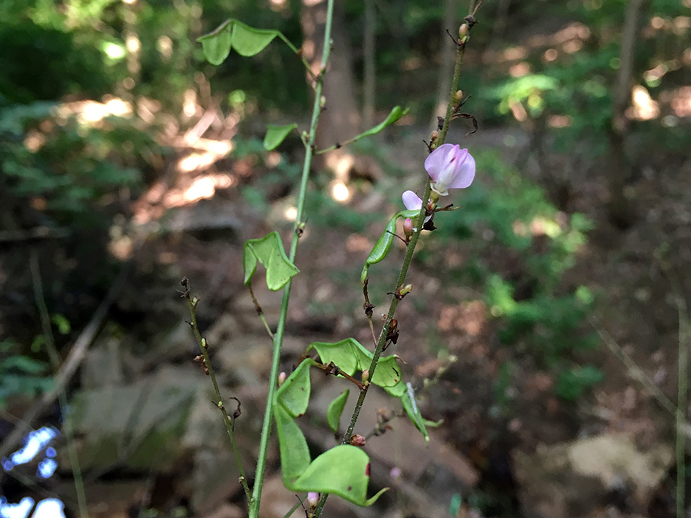 Pointed-leaved Tick Trefoil