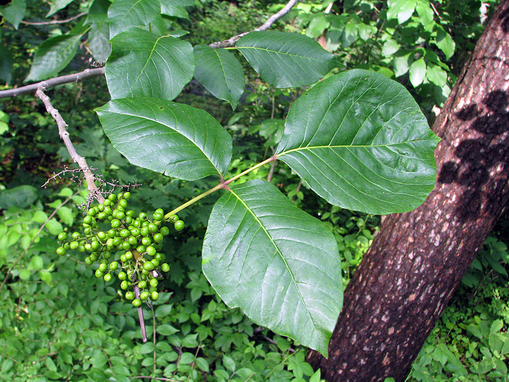 Poison Ivy