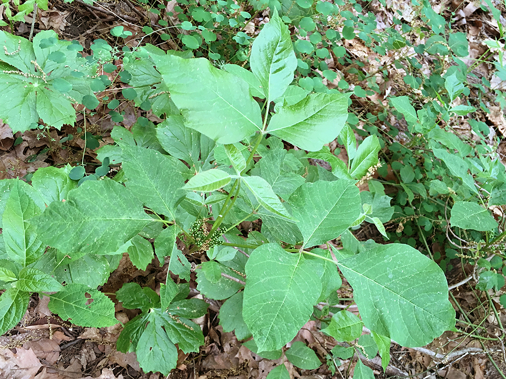 Poison Ivy