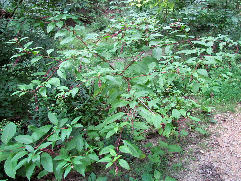 Pokeweed in berry