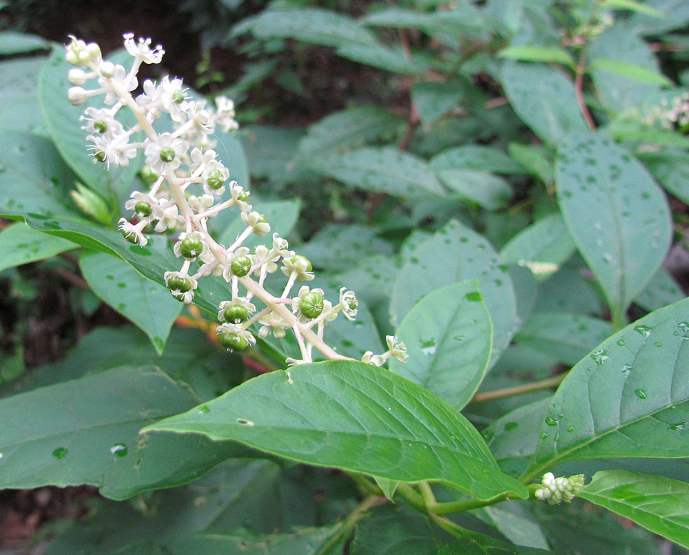 Pokeweed in bloom