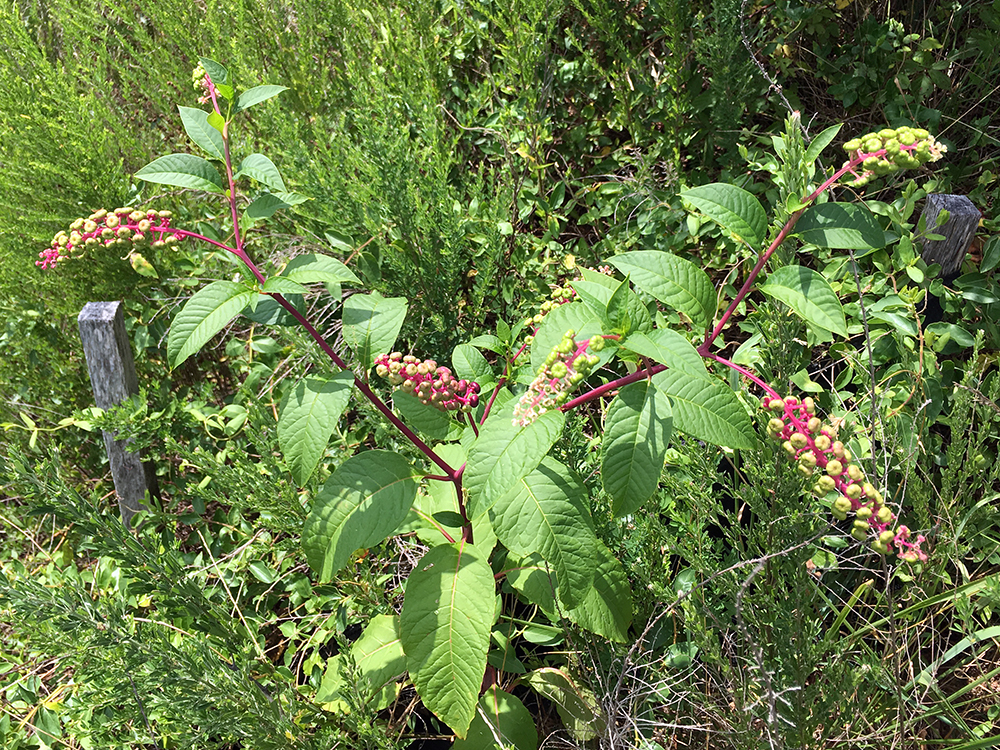 Pokeweed in berry