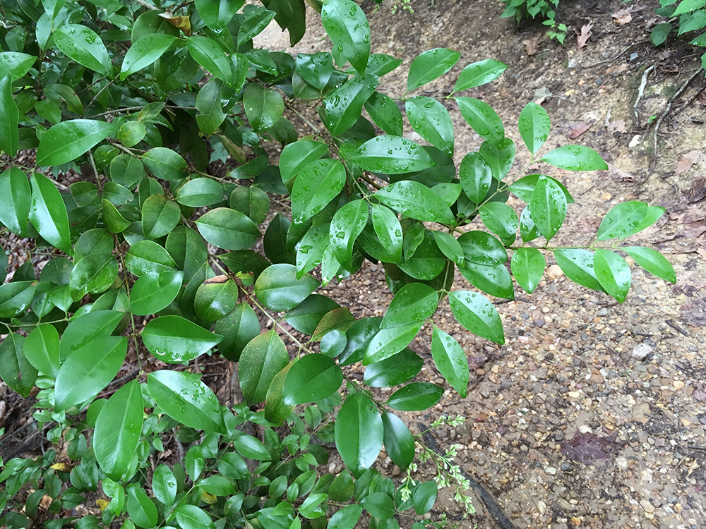 Privet leaves