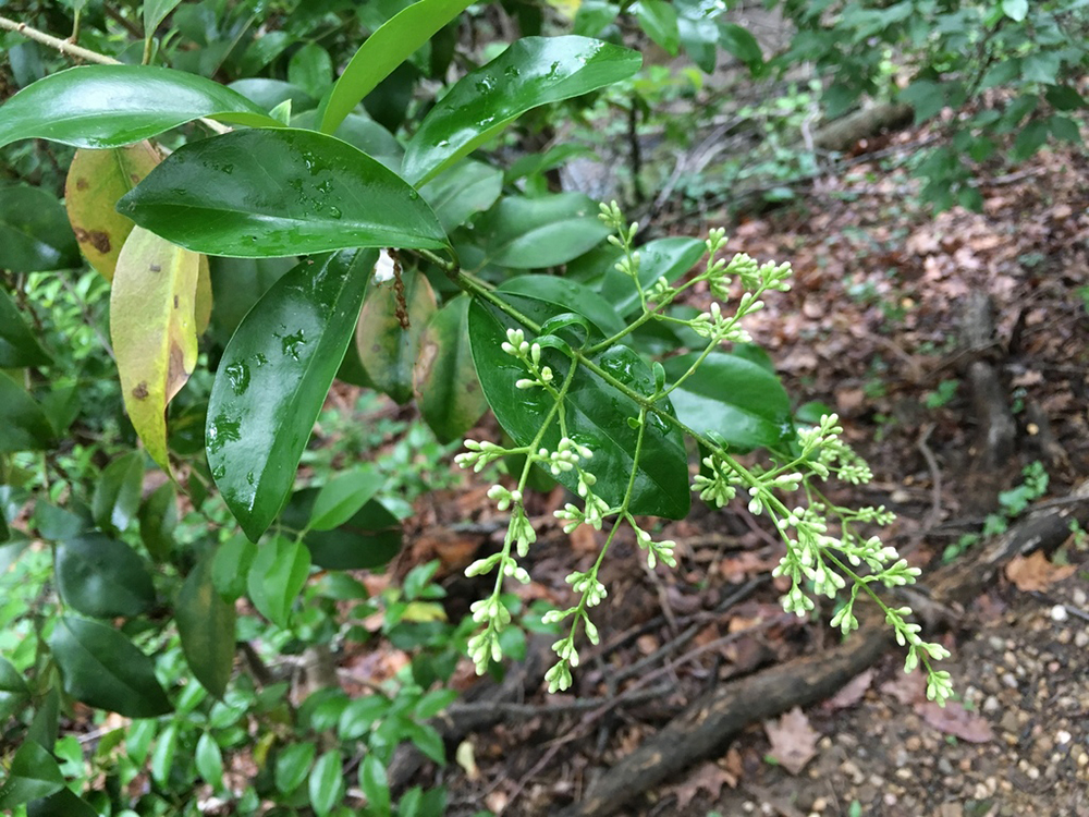 Privet leaves and flower buds