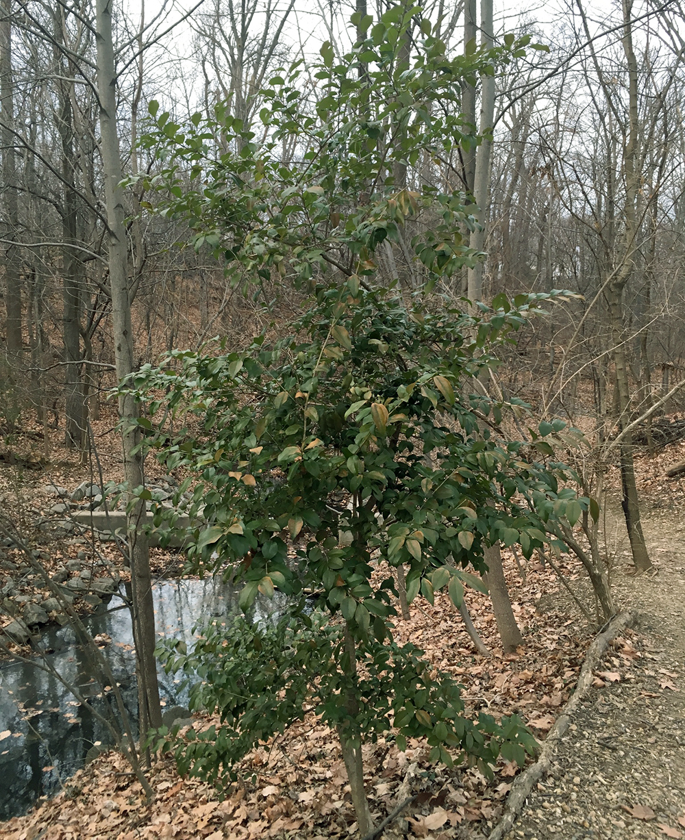 A privet tree