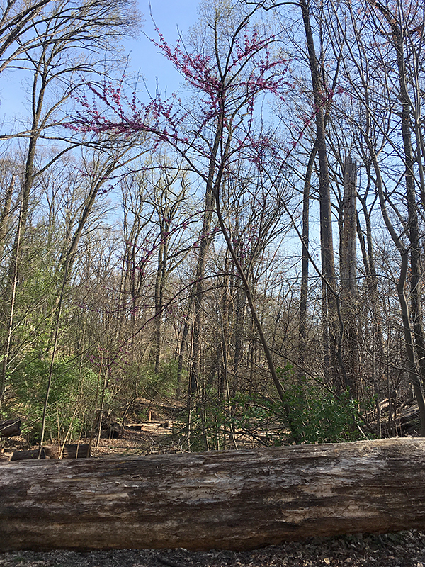 Redbud Tree