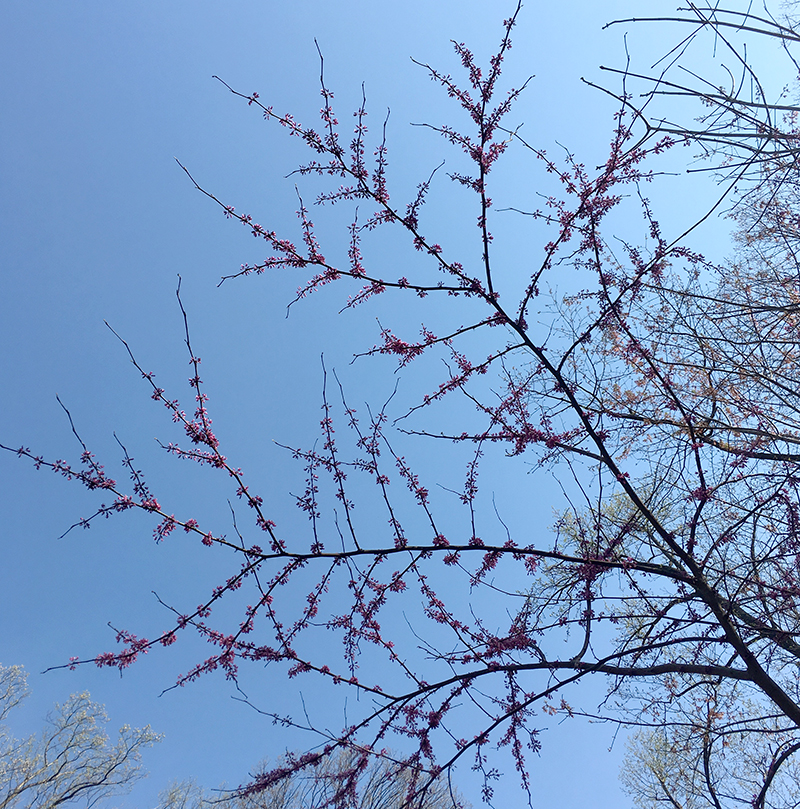 Redbud tree in bloom