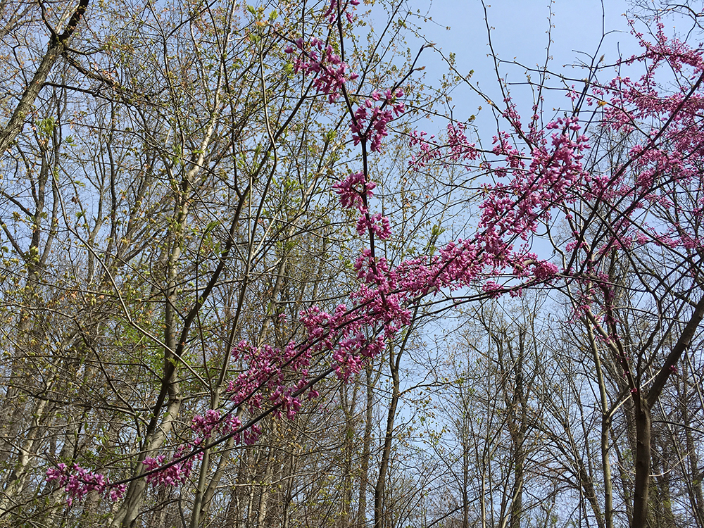 Redbud Tree