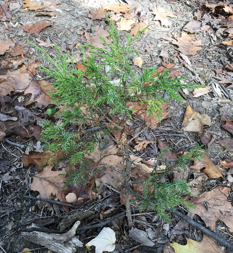 A young Red Cedar