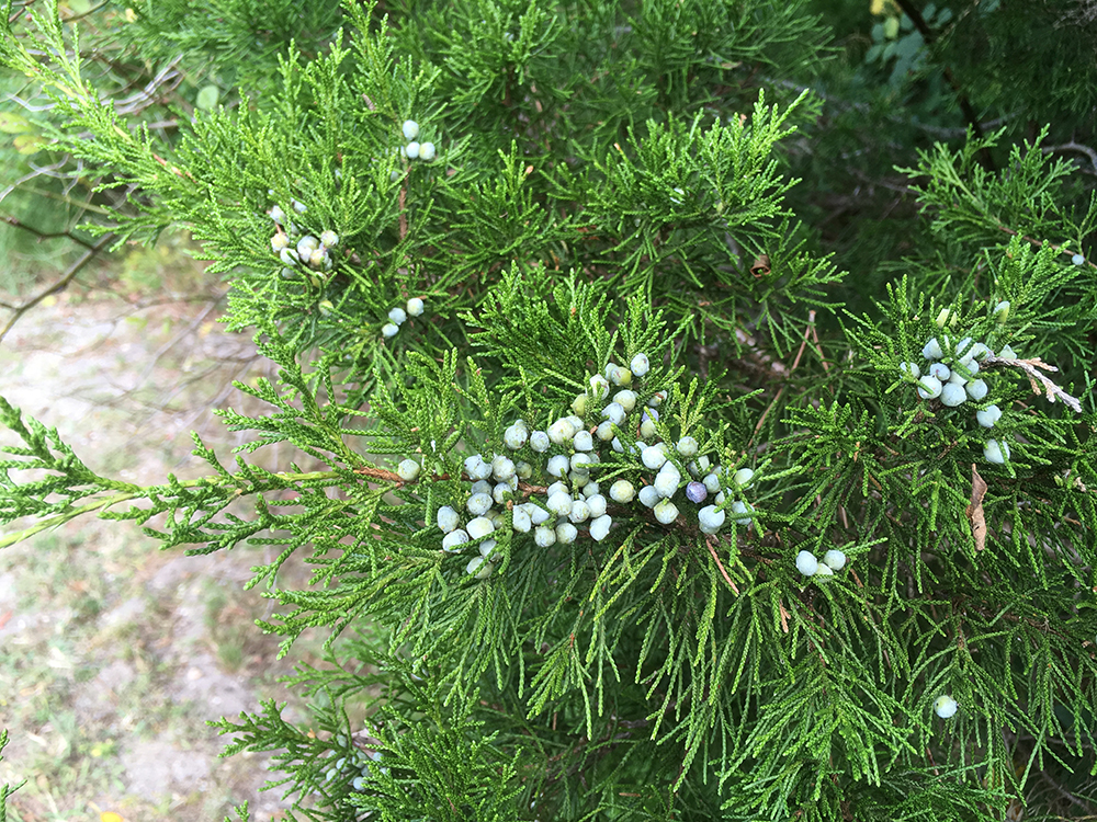 Red Ceder berries