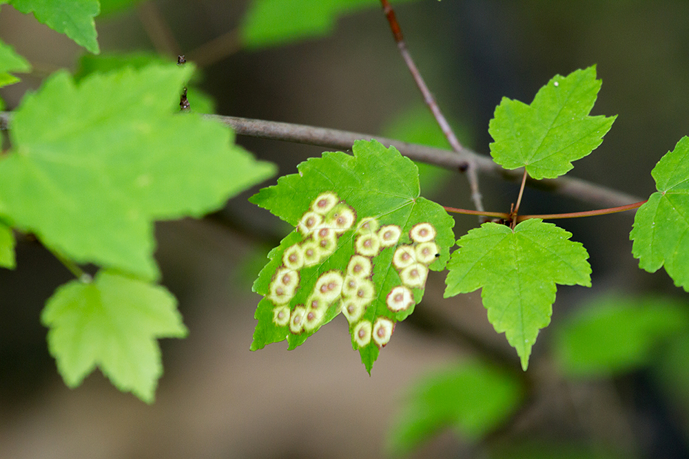 Red Maple with gall midges