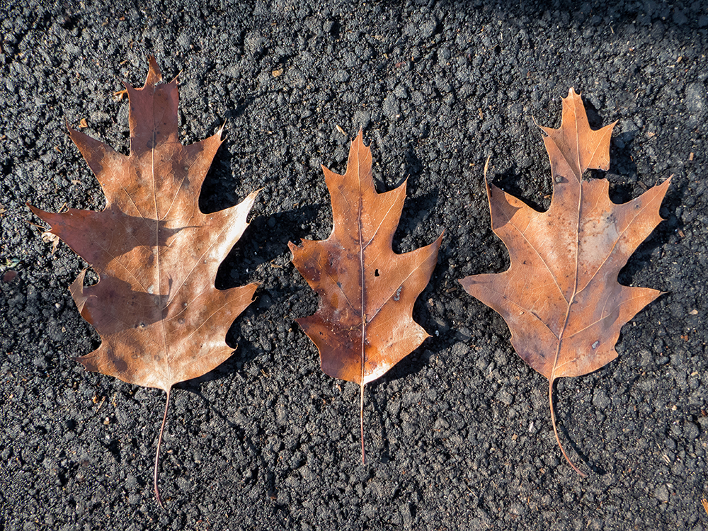 Red Oak leaves