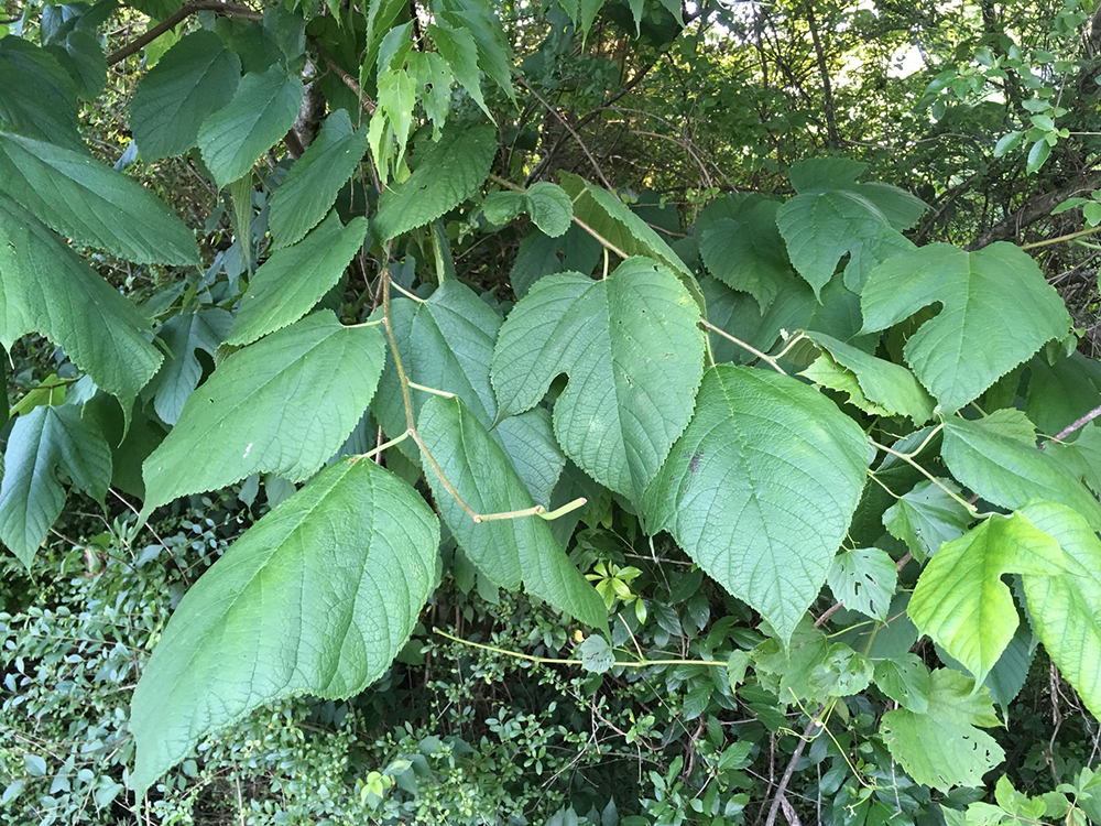 Red Mulberry leaves