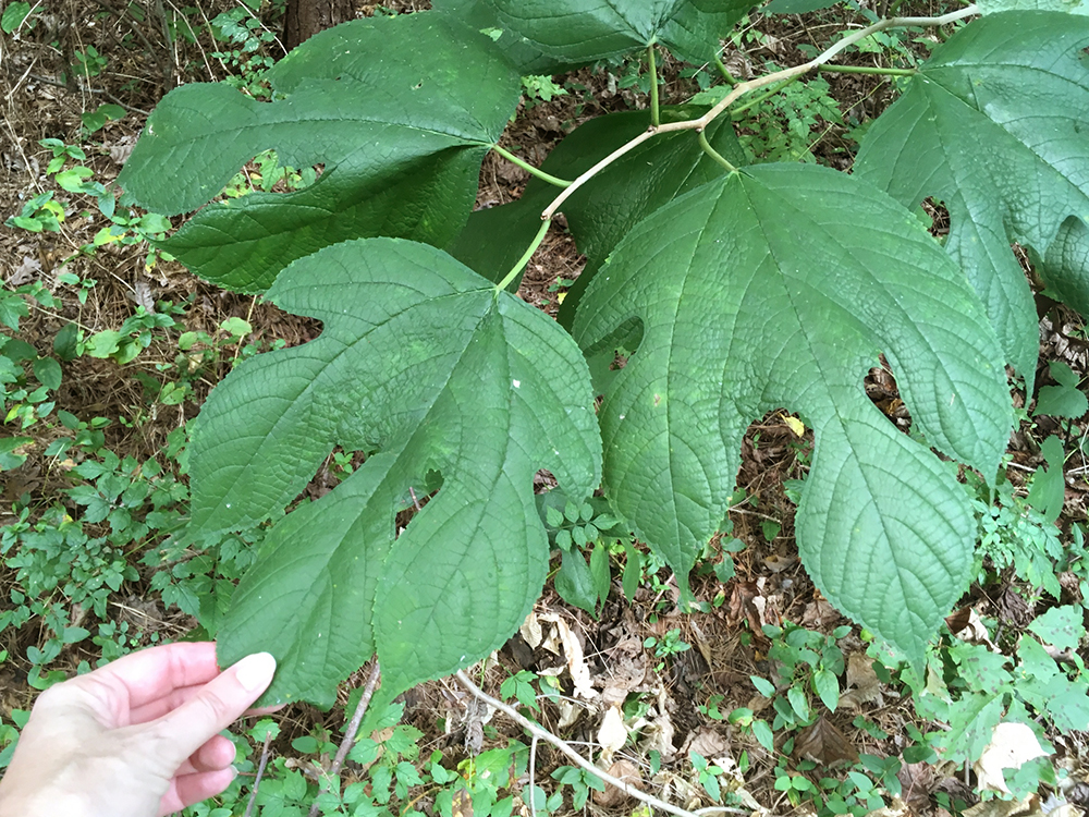 Red Mulberry leaves