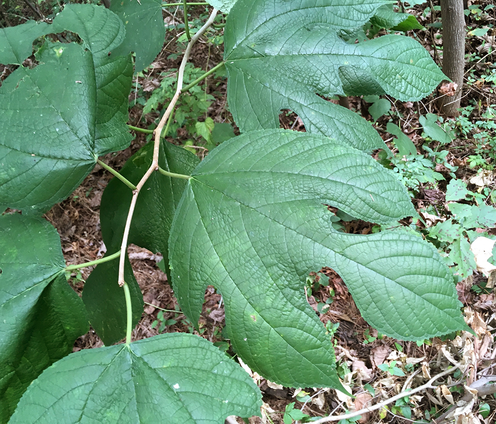 Red Mulberry leaves