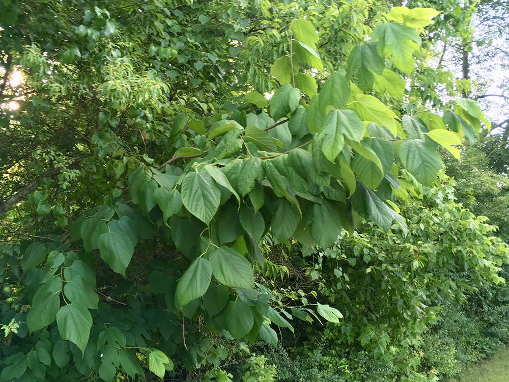 Red Mulberry tree