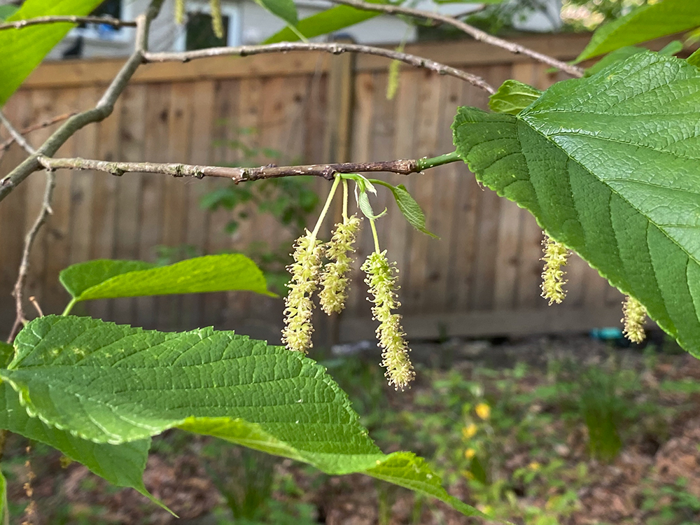 Red Mulberry flowers