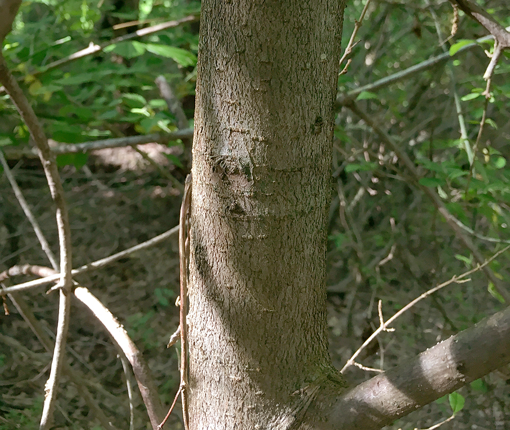 Red Mulberry bark