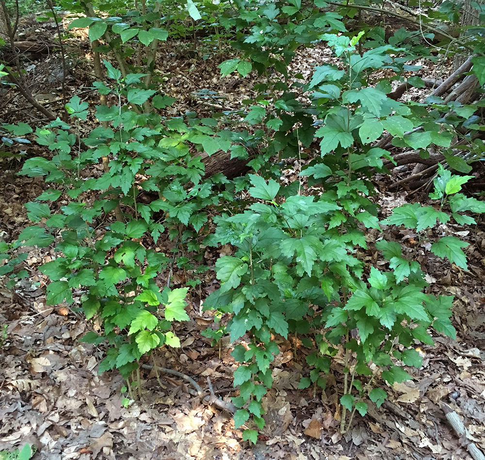 Rose-of-Sharon