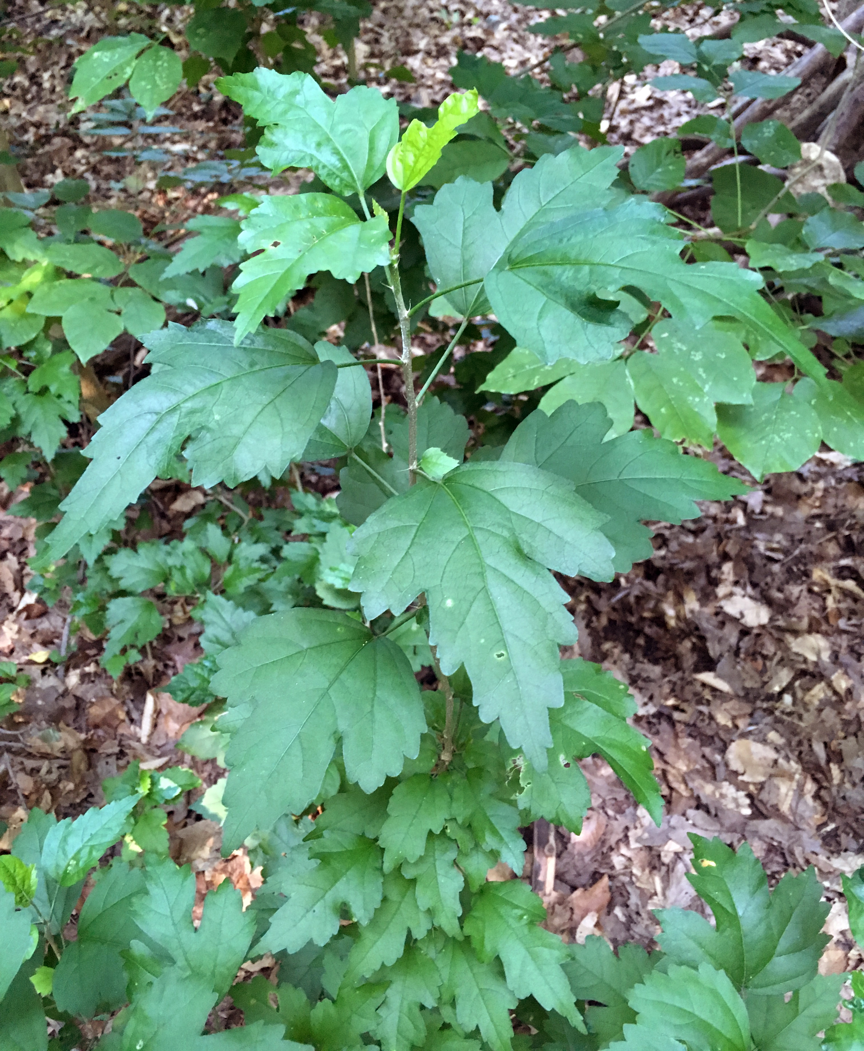 Rose-of-Sharon