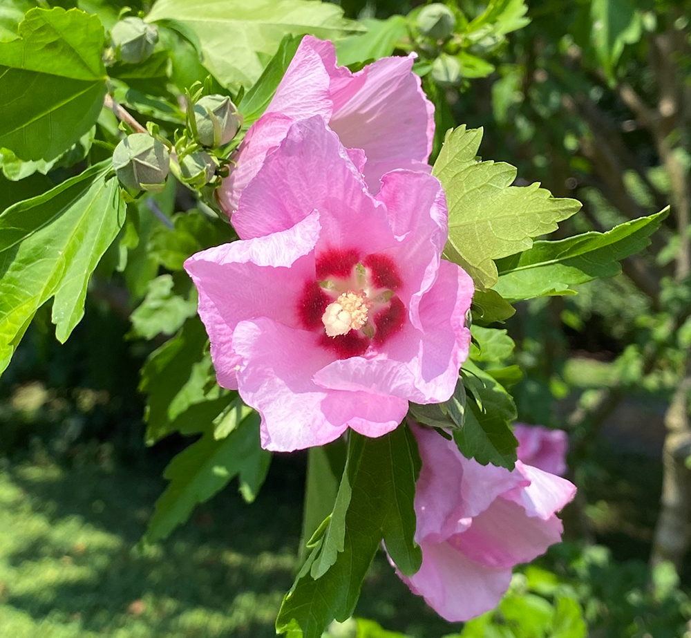 Rose-of-Sharon