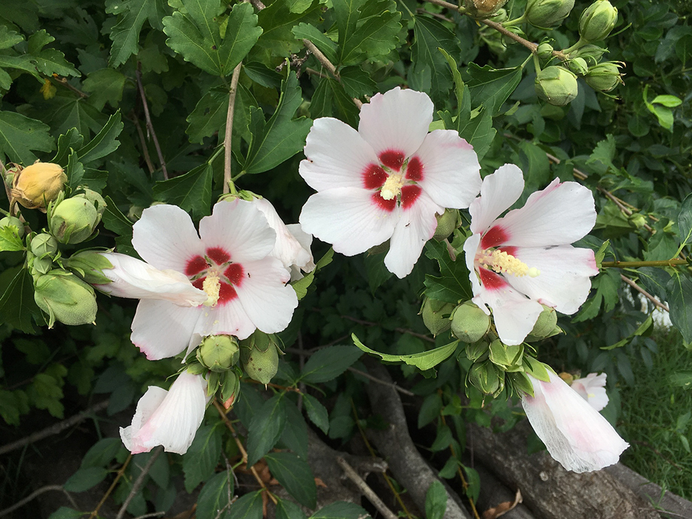 Rose-of-Sharon