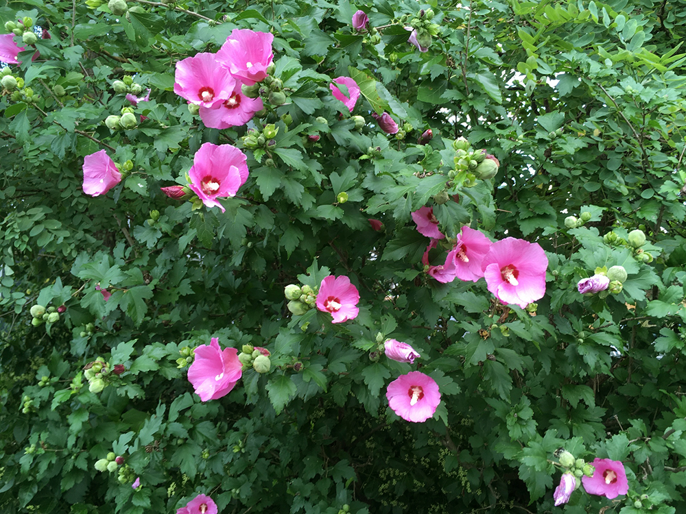 Rose-of-Sharon