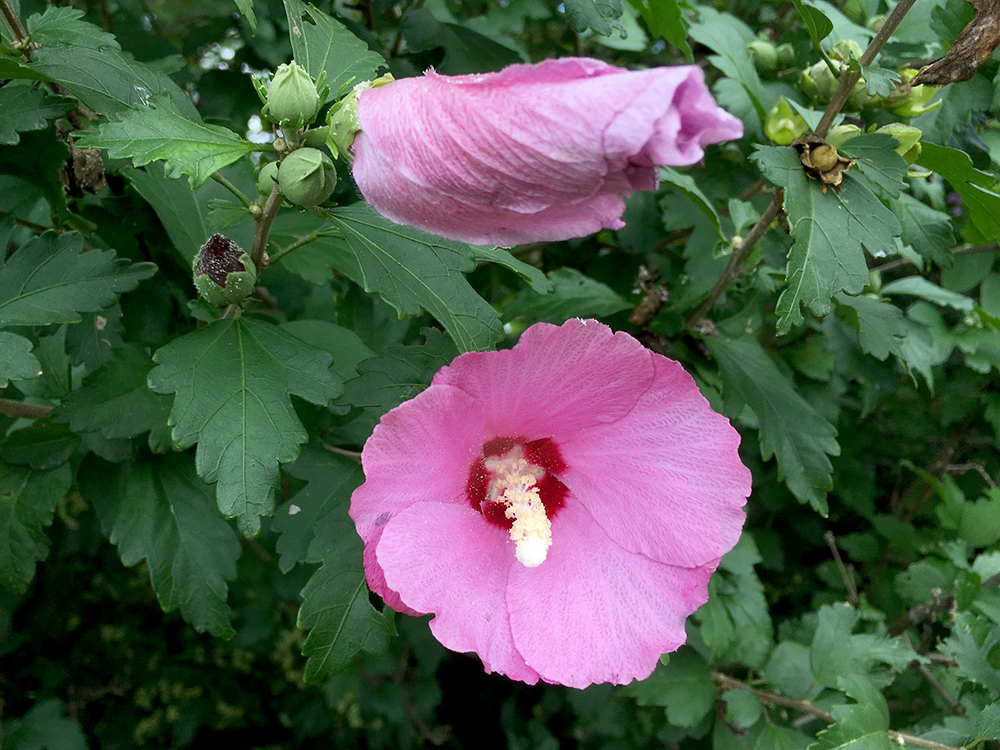 Rose-of-Sharon