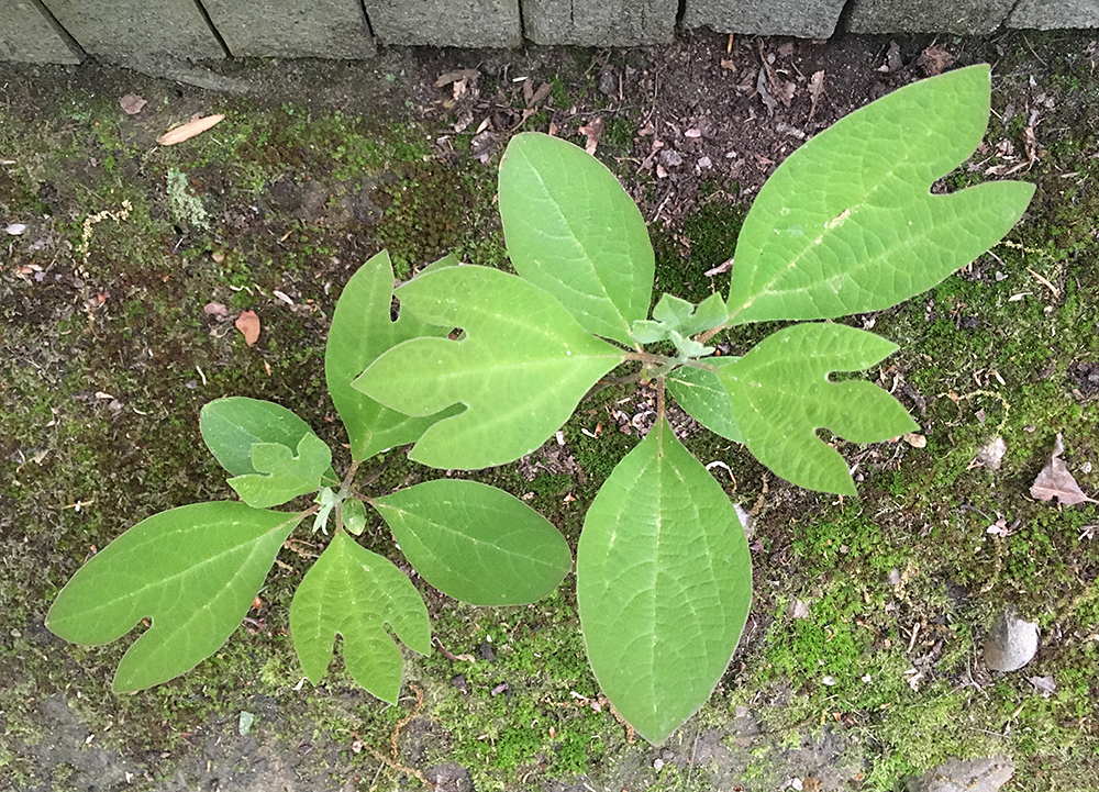 Sassafras sapling