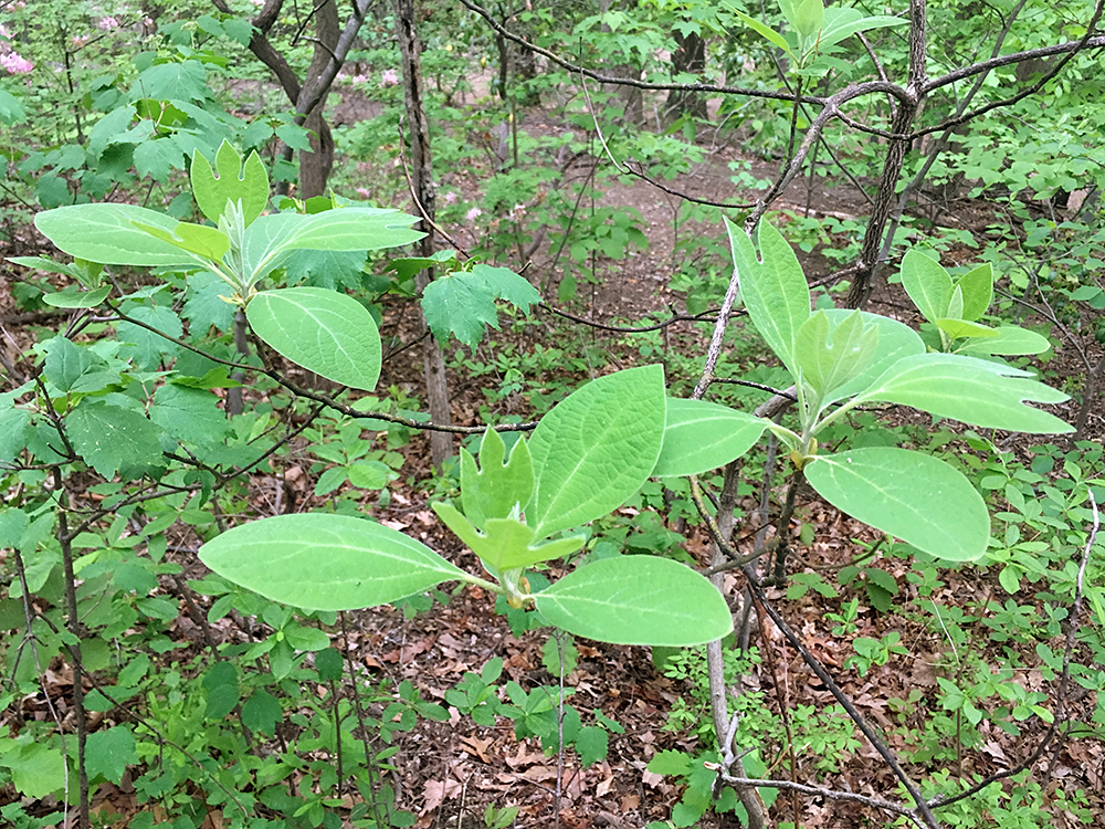 Sassafras sapling