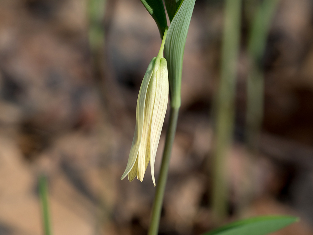 Sessile Bellwort