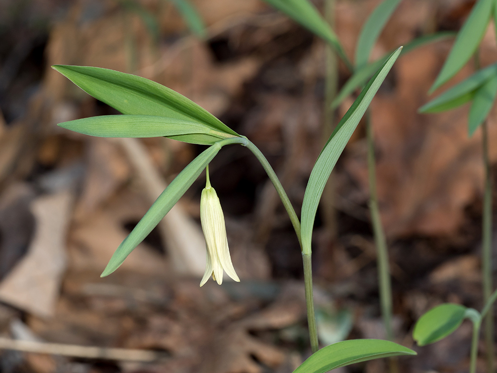 Sessile Bellwort