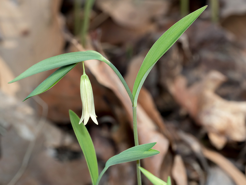 Sessile Bellwort