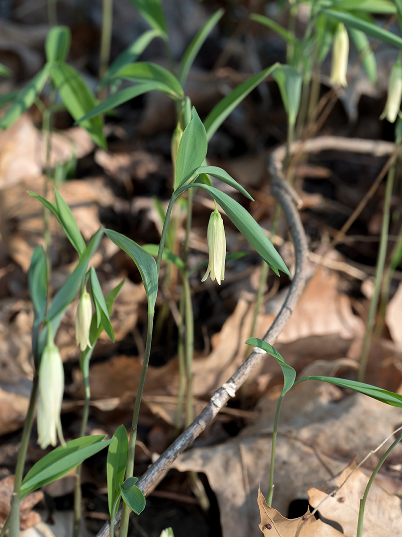 Sessile Bellwort