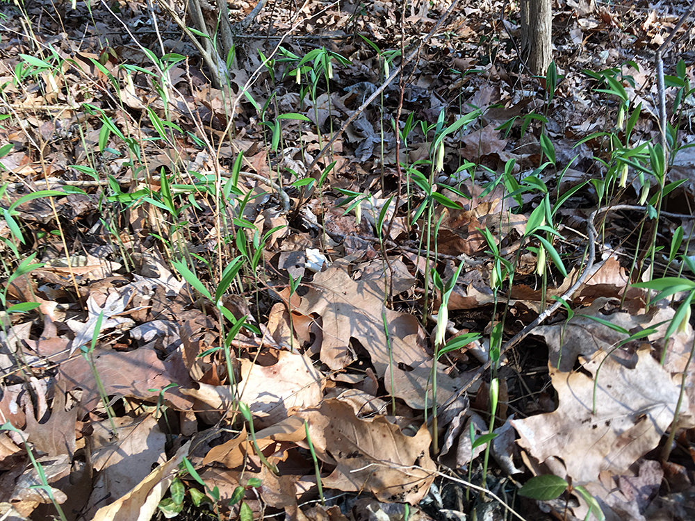 Sessile Bellwort