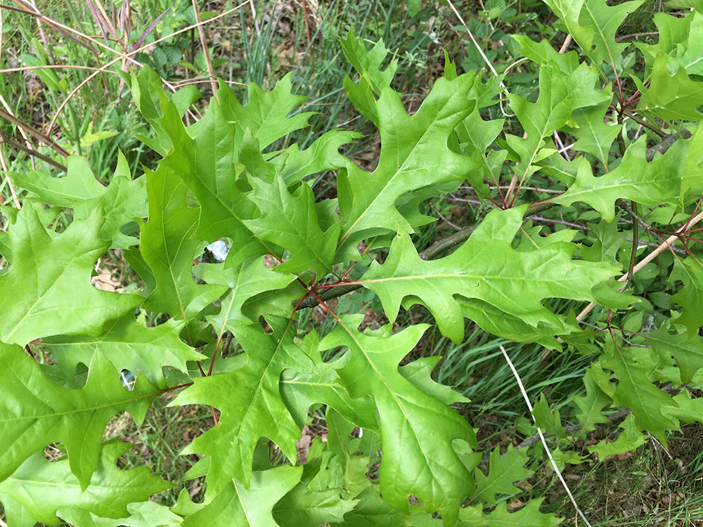 Scarlet Oak leaves