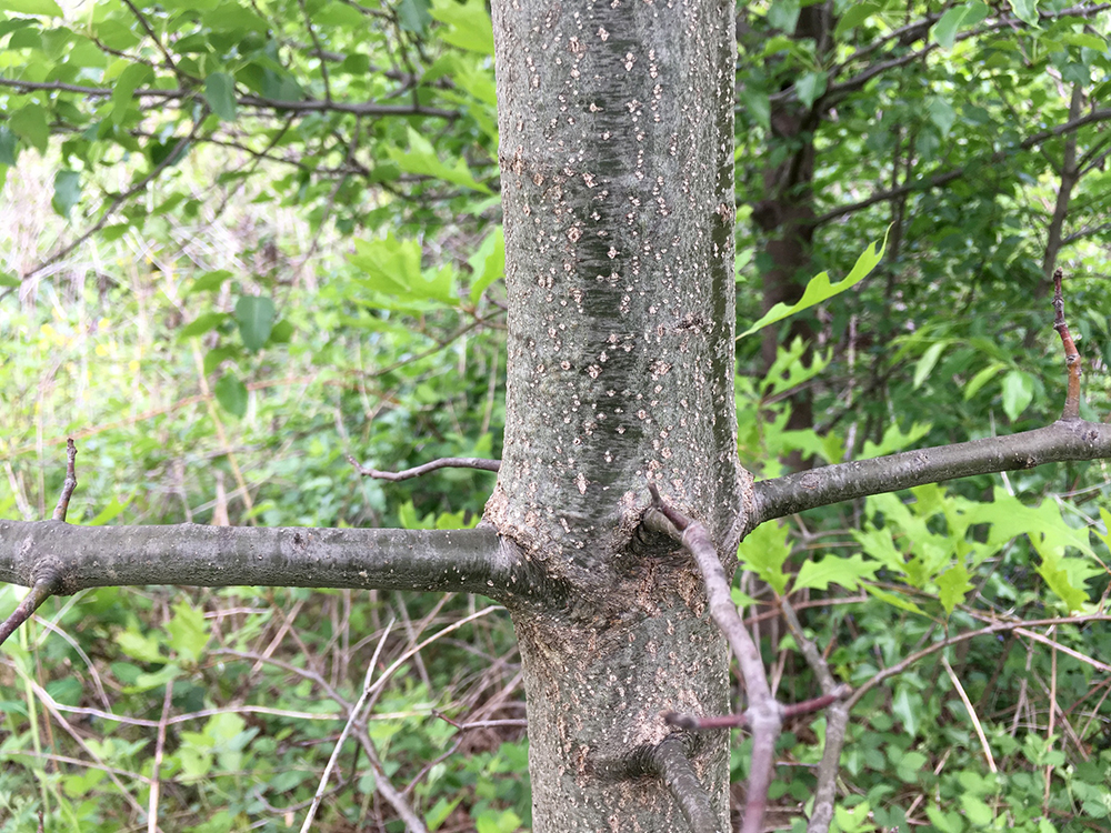 trunk of a young Scarlet Oak tree