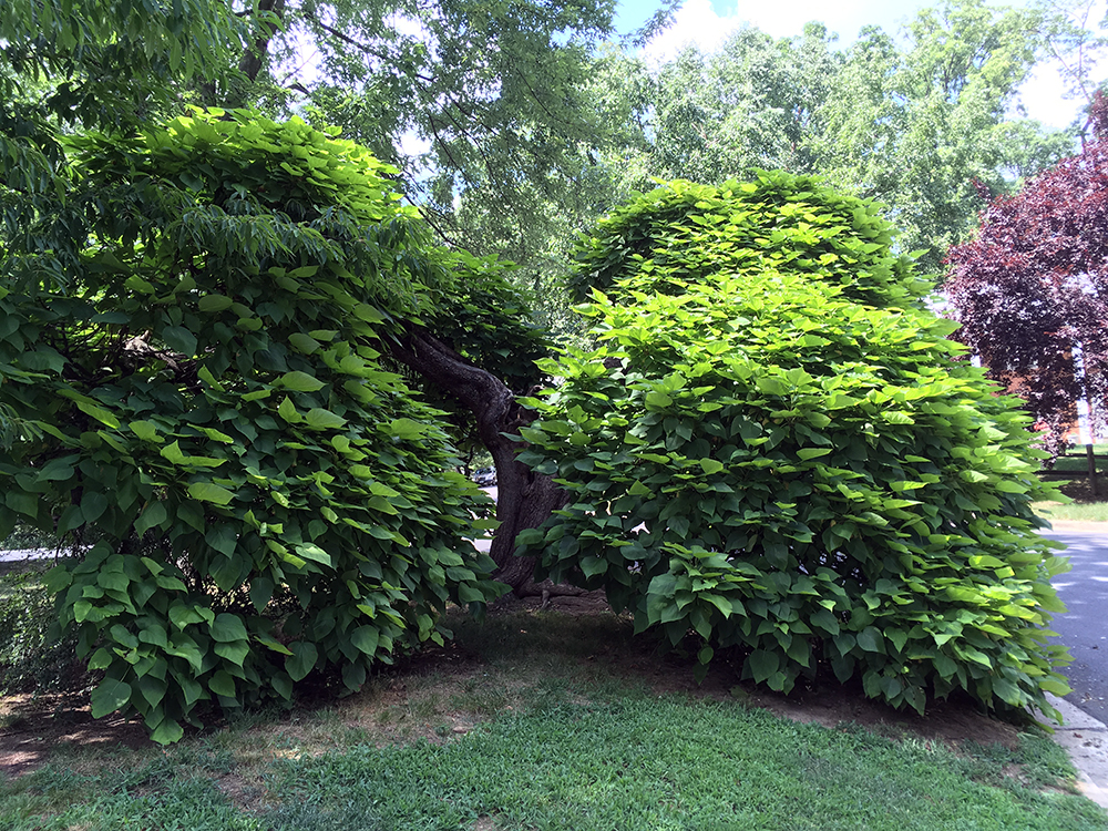 Southern Catalpa Tree