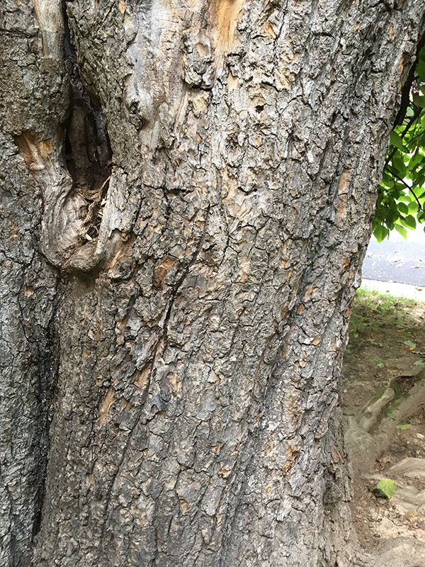 Southern Catalpa bark