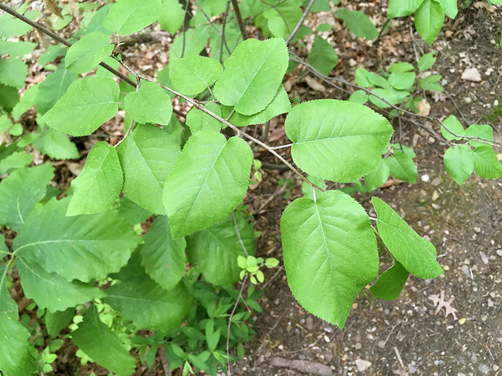 Common Serviceberry leaves