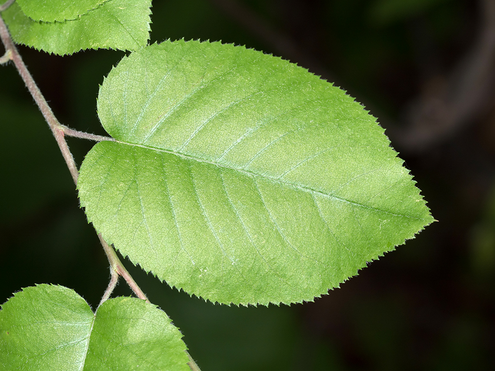 Common Serviceberry leaves