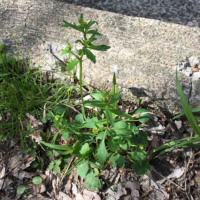 A Small-flowered Buttercup plant